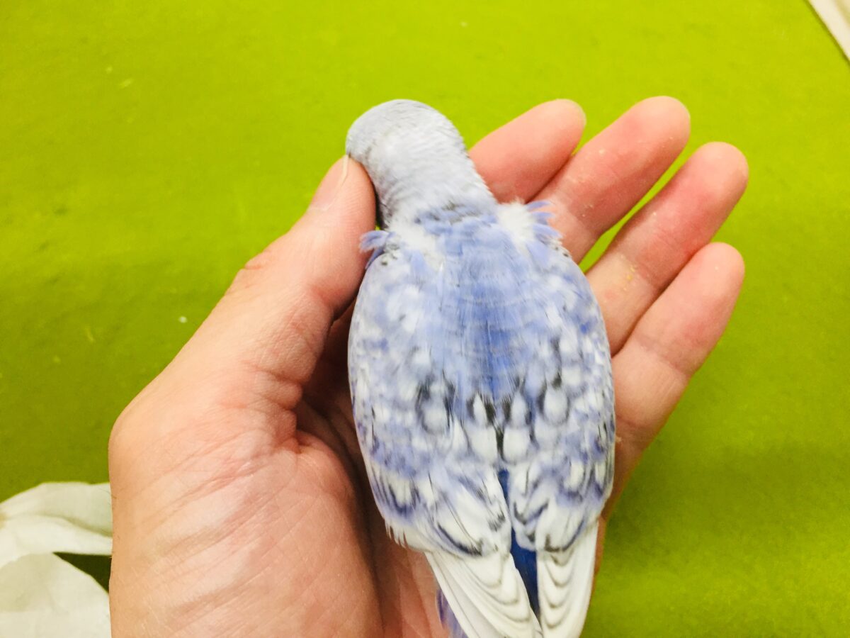 【🌟最新画像更新🌟】スパングルカラーのセキセイちゃんがやってきましたよ~💙💙💙 セキセイインコ