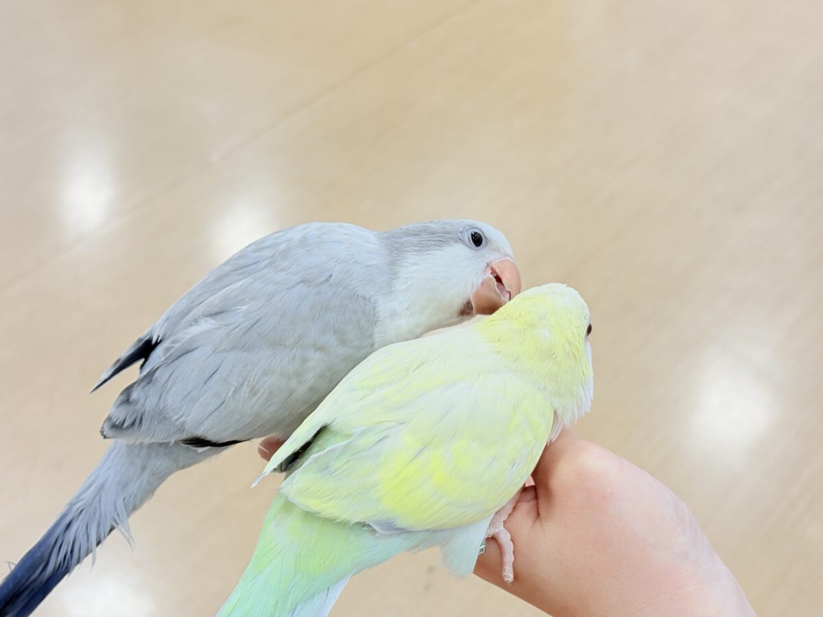 【最新画像更新🪄もうすぐひとり餌☆】誰より鳴くよ♬*°ウケケケケッ🐣🎶⸒⸒オキナインコ(コバルトオパーリン) ヒナ オキナインコ