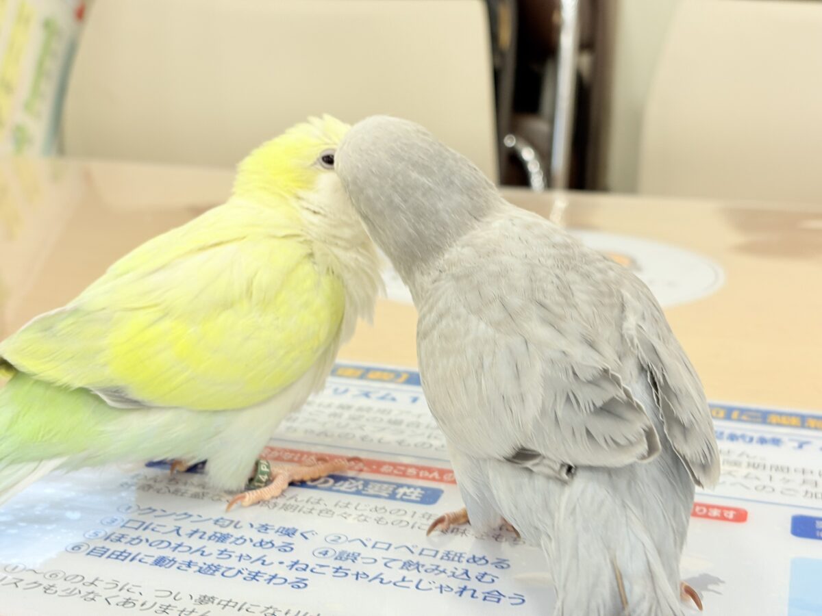 オキナインコ