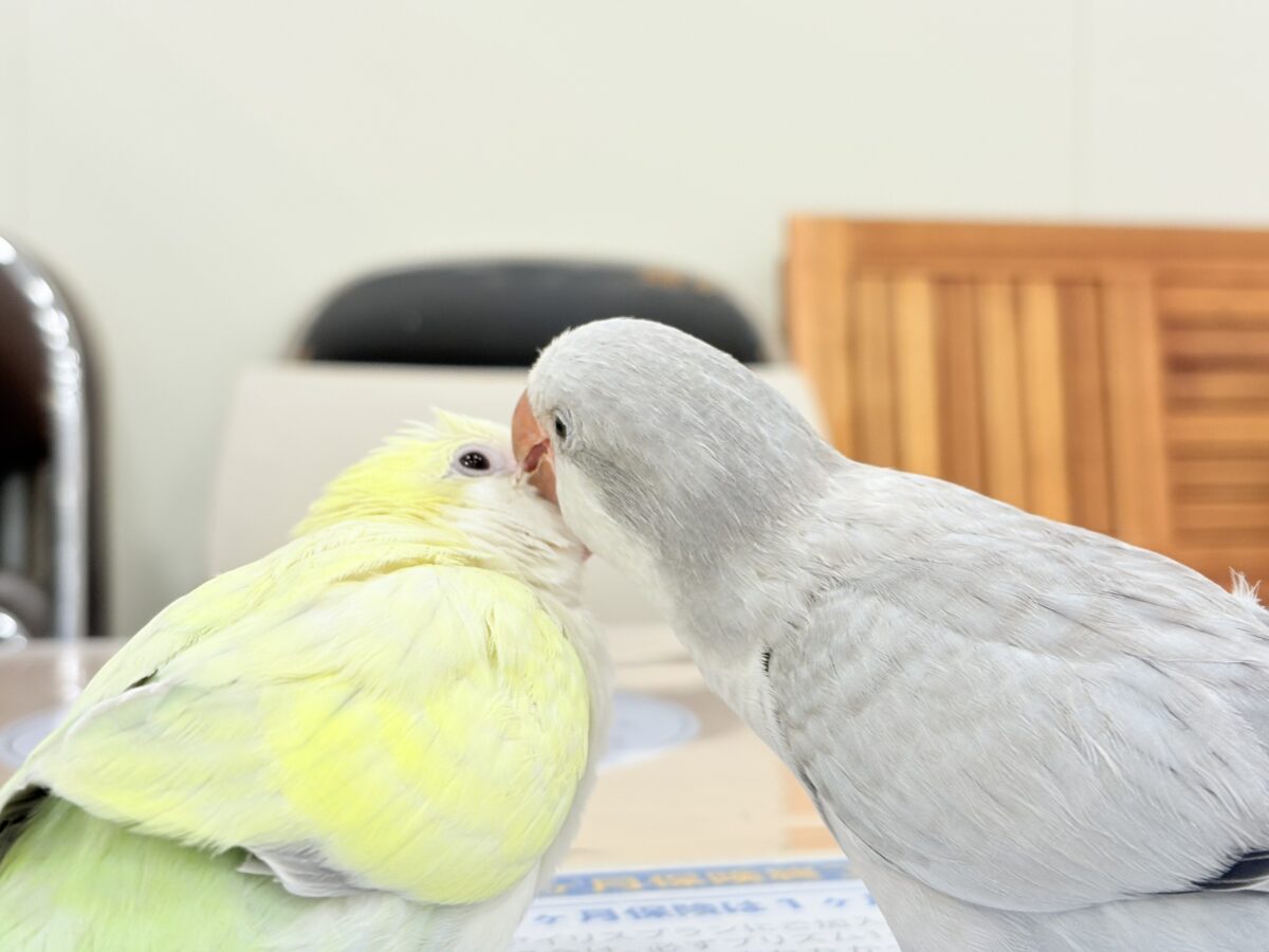 オキナインコ