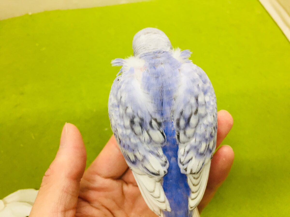 【🌟最新画像更新🌟】スパングルカラーのセキセイちゃんがやってきましたよ~💙💙💙 セキセイインコ