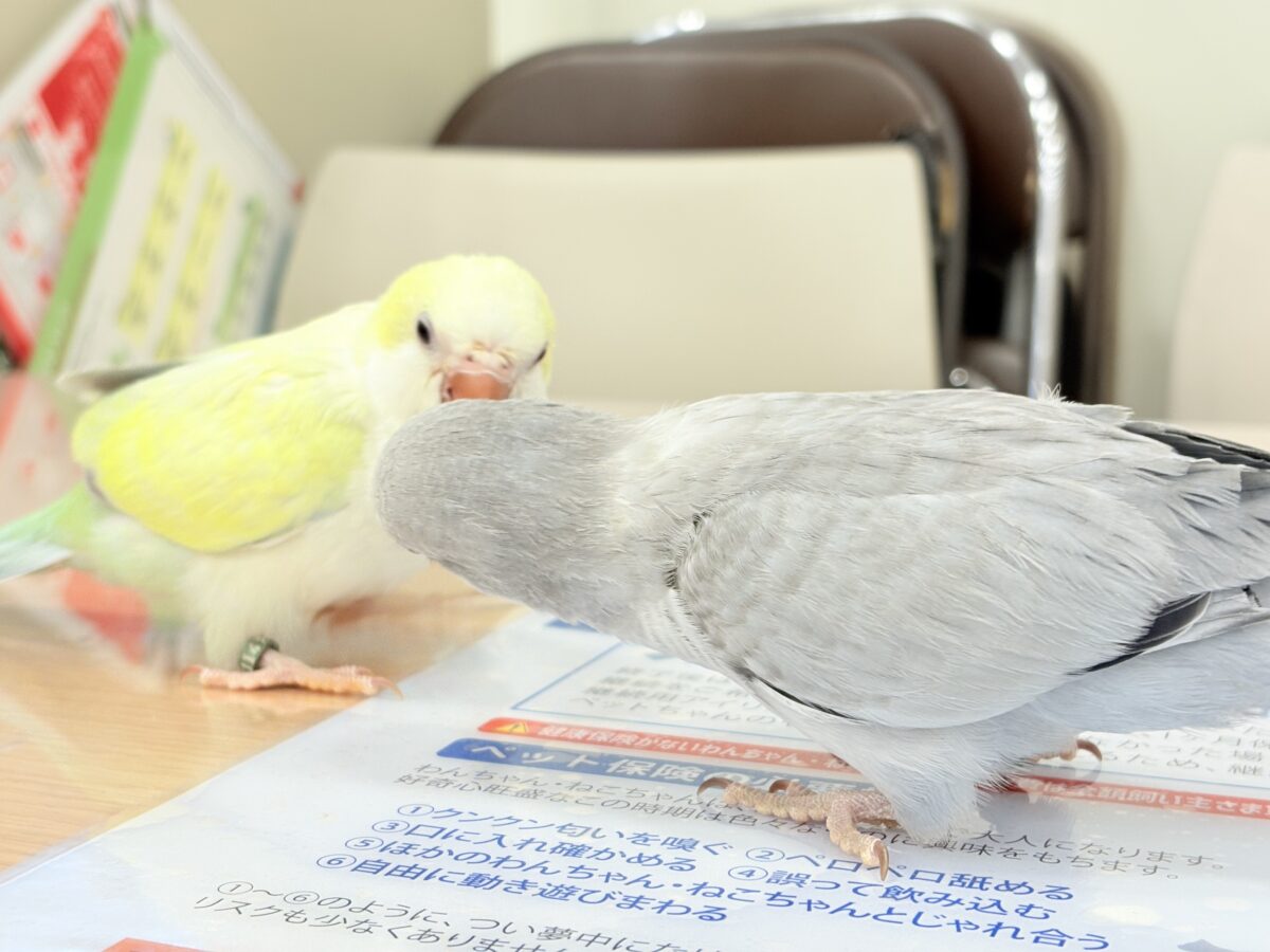 オキナインコ