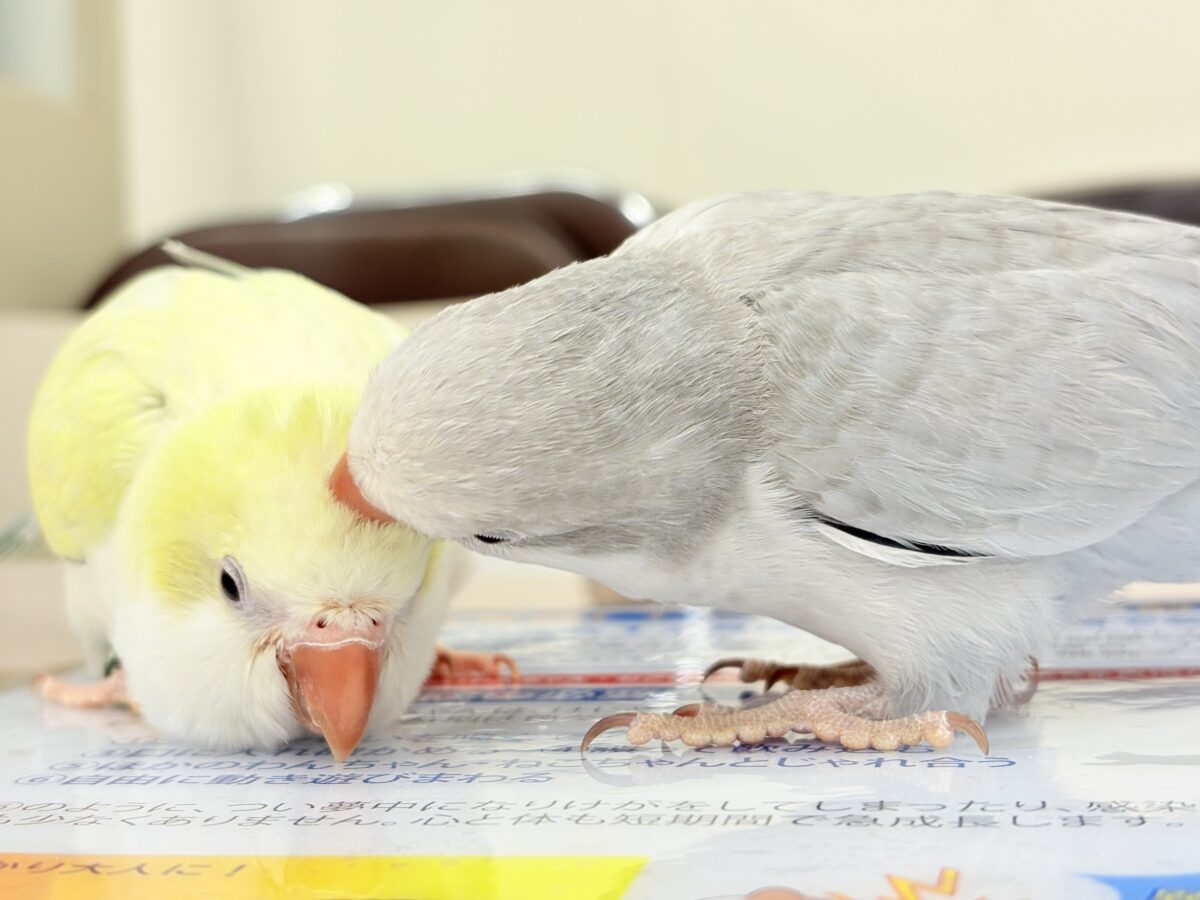 オキナインコ