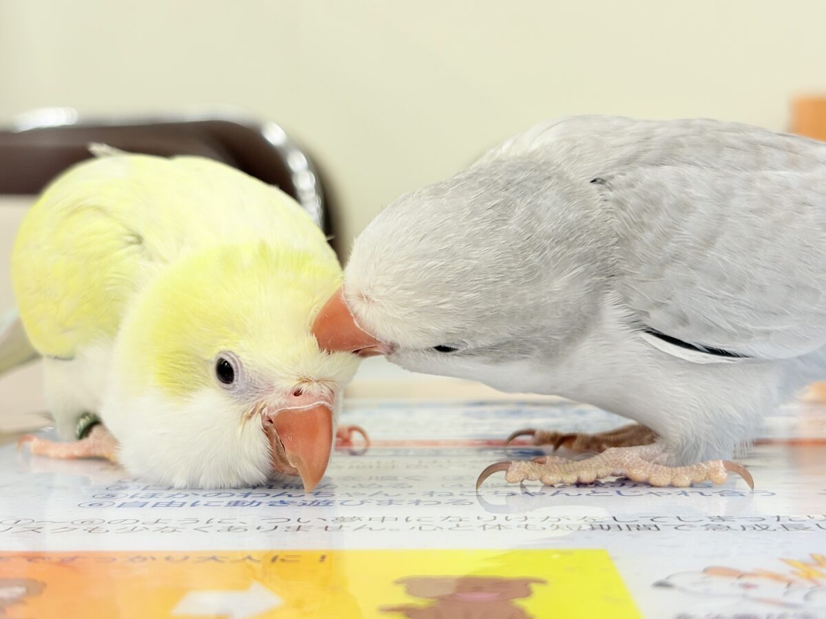 【最新画像更新🪄もうすぐひとり餌☆】誰より鳴くよ♬*°ウケケケケッ🐣🎶⸒⸒オキナインコ(コバルトオパーリン) ヒナ オキナインコ