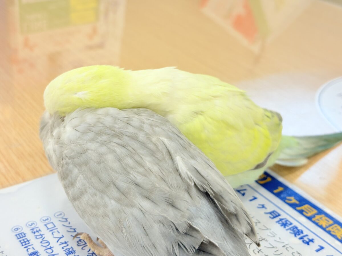 オキナインコ