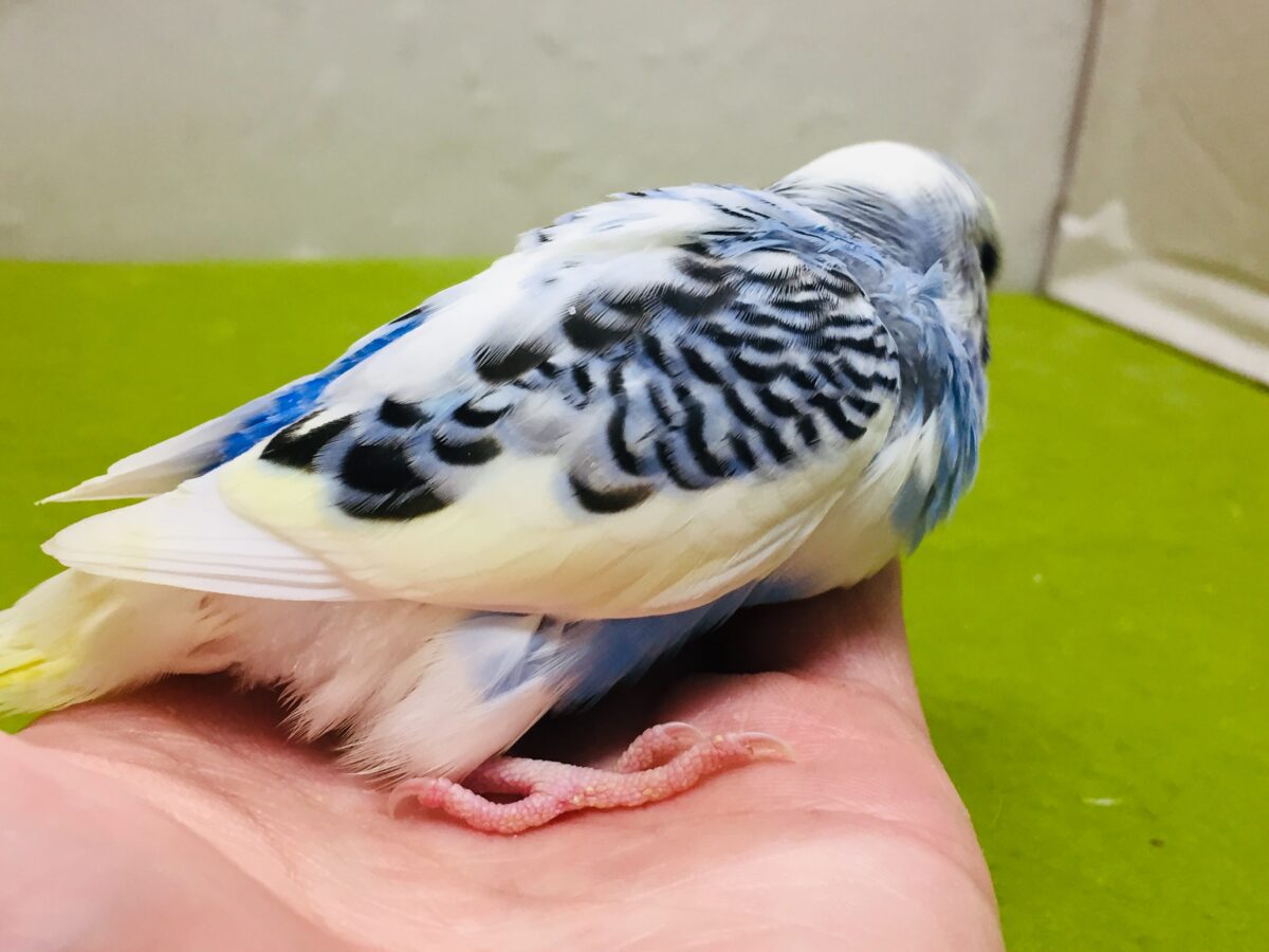 独特な色合い✨✨ セキセイインコ(イエローフェイスオパーリンパイド) セキセイインコ
