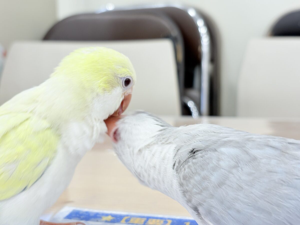 【最新画像更新🪄もうすぐひとり餌☆】誰より鳴くよ♬*°ウケケケケッ🐣🎶⸒⸒オキナインコ(コバルトオパーリン) ヒナ オキナインコ