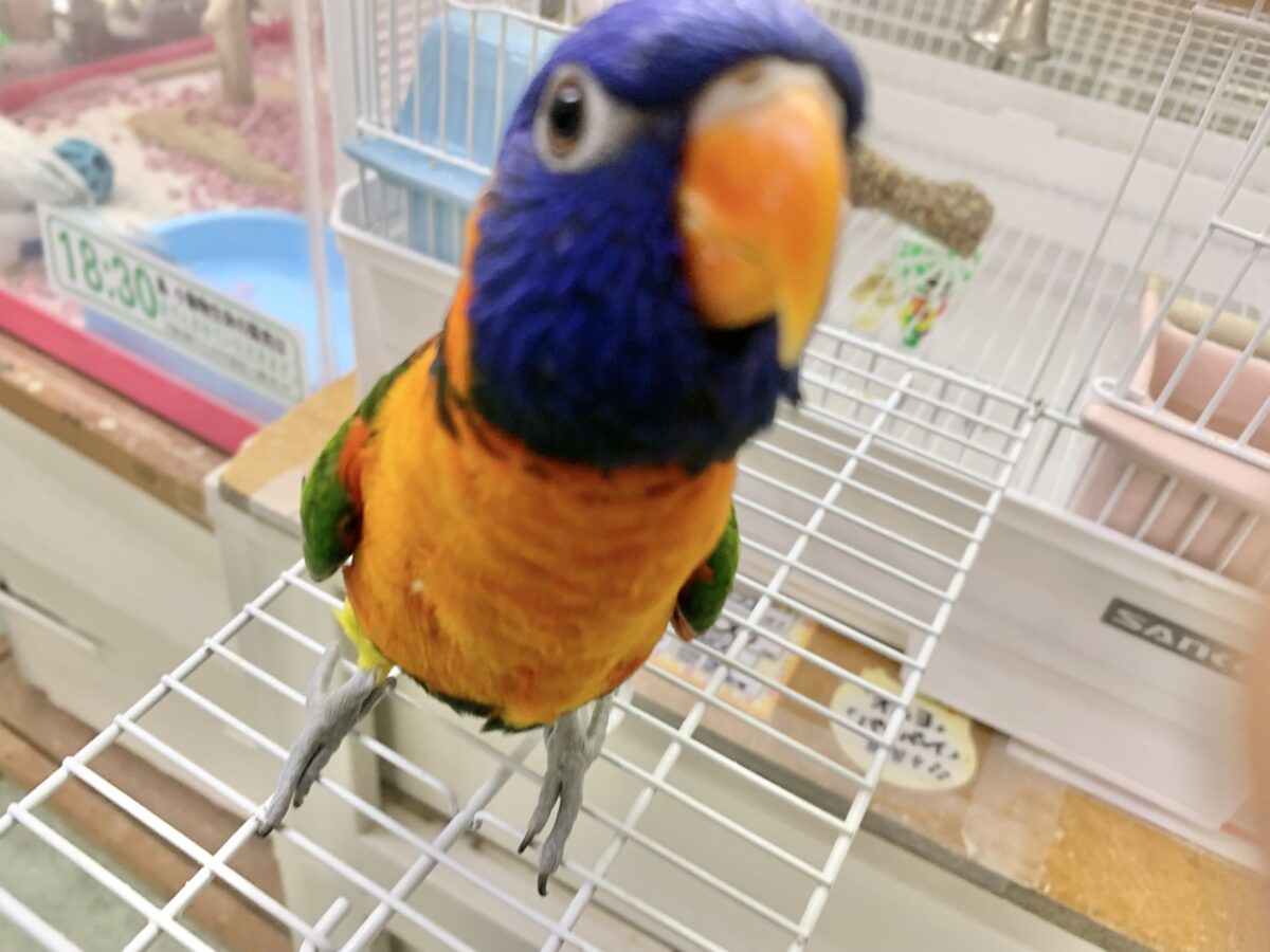 【最新画像🆙】いつでも陽気なエンターテイナー💃🔥ゴシキセイガイインコ🌈🌈 ゴシキセイガイインコ