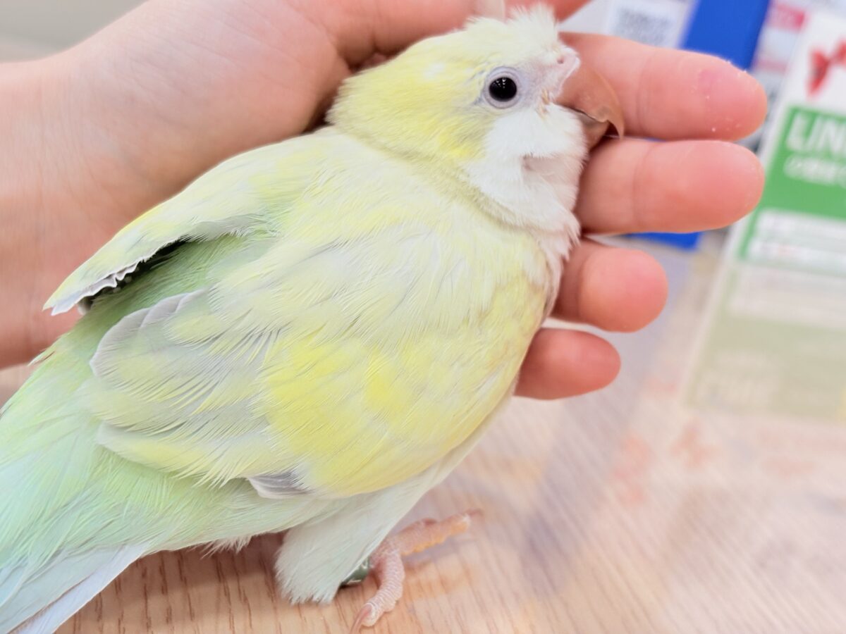 オキナインコ