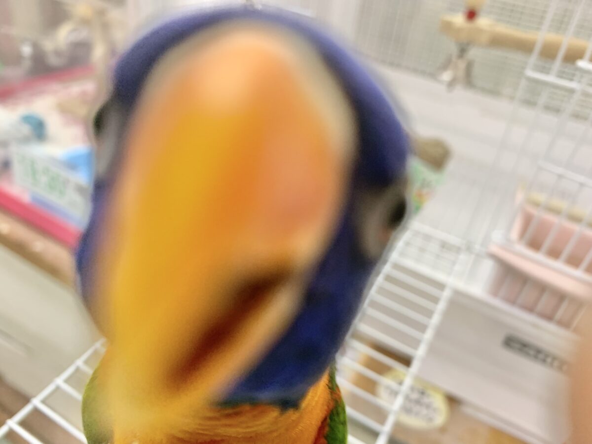【最新画像🆙】いつでも陽気なエンターテイナー💃🔥ゴシキセイガイインコ🌈🌈 ゴシキセイガイインコ