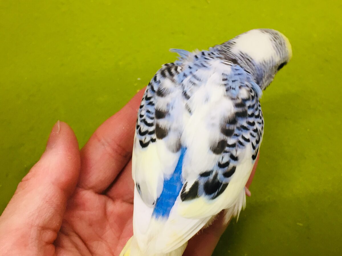 独特な色合い✨✨ セキセイインコ(イエローフェイスオパーリンパイド) セキセイインコ
