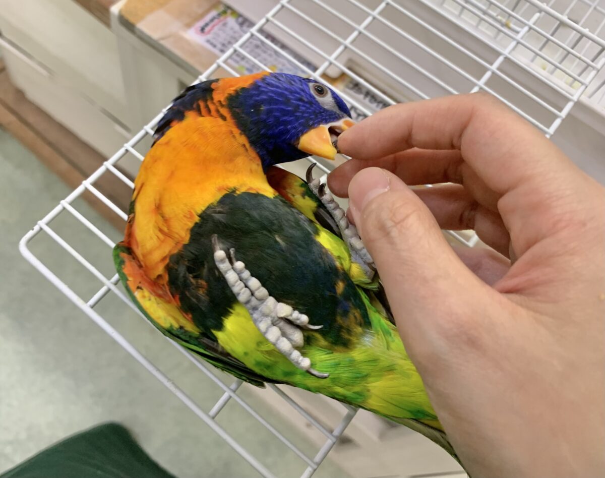 【最新画像🆙】いつでも陽気なエンターテイナー💃🔥ゴシキセイガイインコ🌈🌈 ゴシキセイガイインコ