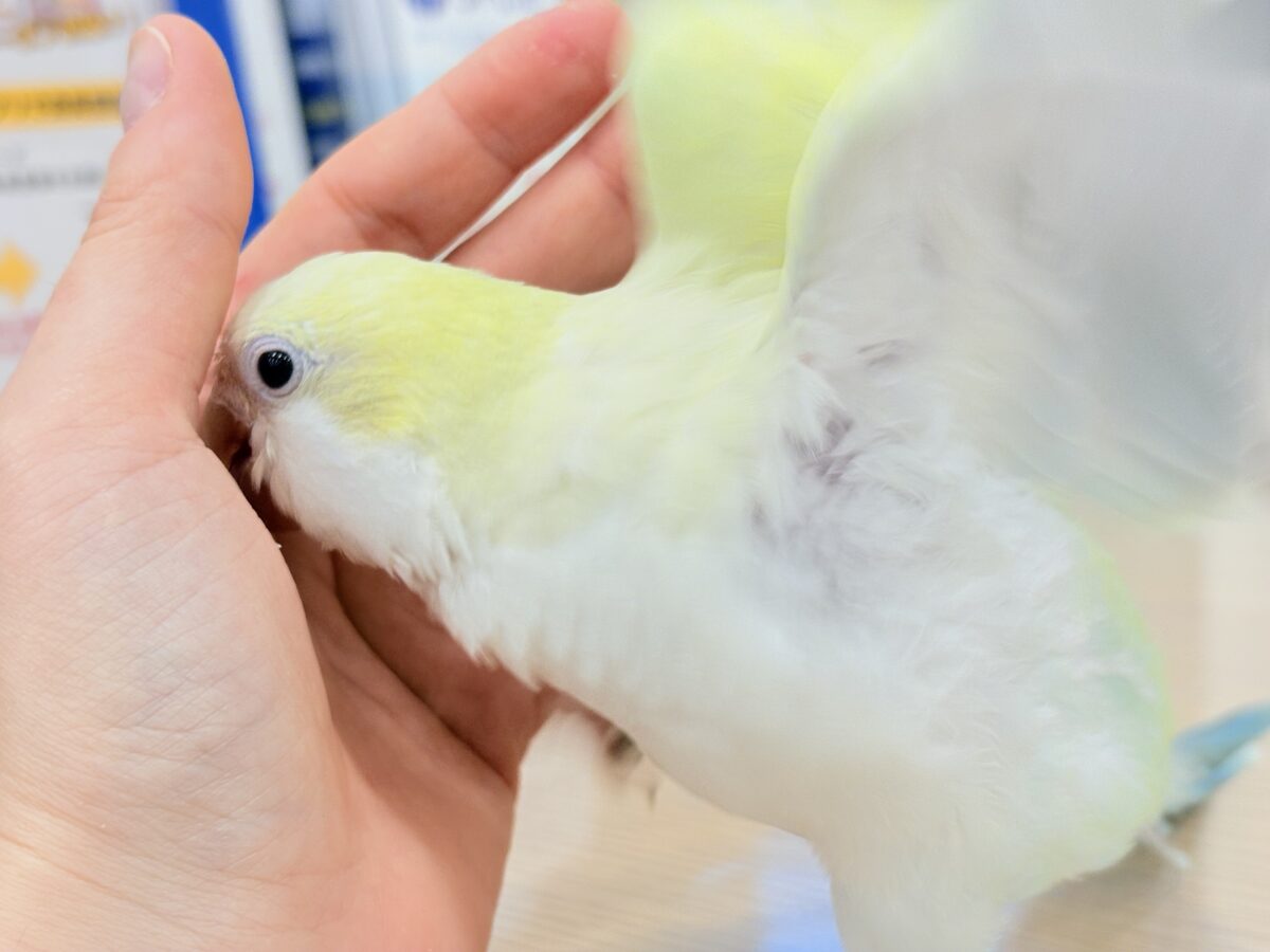 オキナインコ
