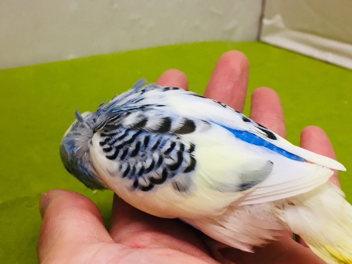独特な色合い✨✨ セキセイインコ(イエローフェイスオパーリンパイド) セキセイインコ