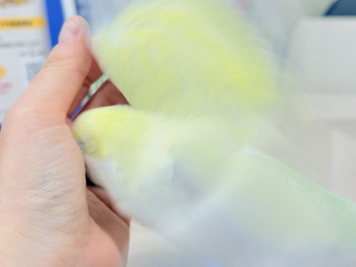 オキナインコ