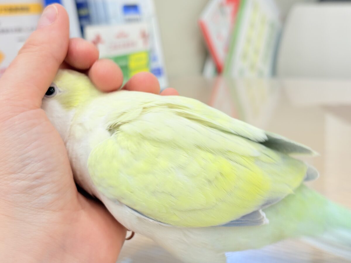 オキナインコ