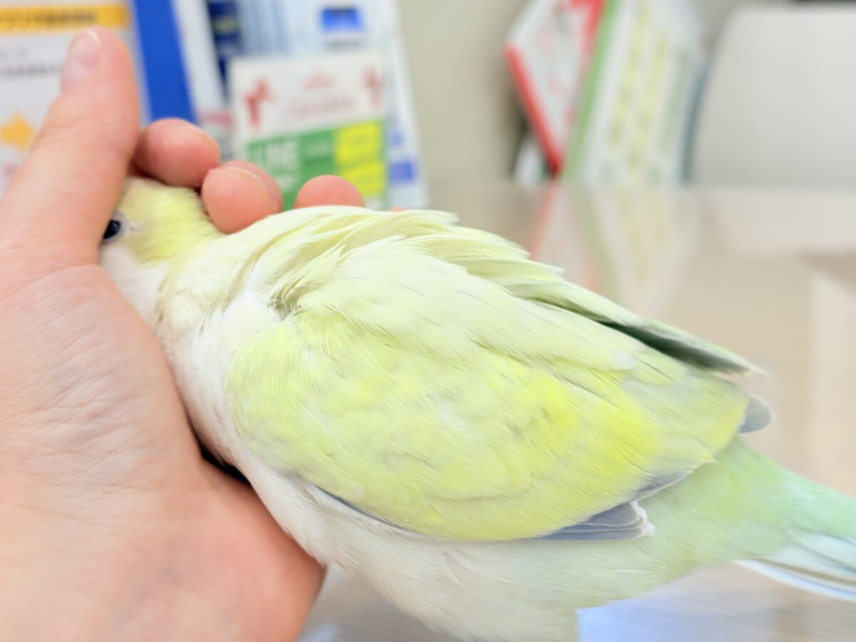 オキナインコ