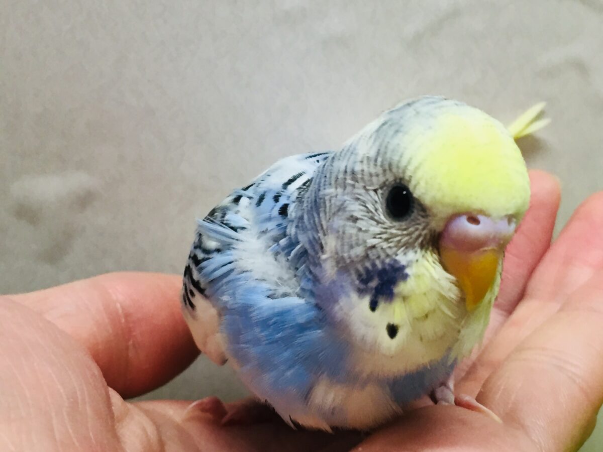 独特な色合い✨✨ セキセイインコ(イエローフェイスオパーリンパイド) セキセイインコ
