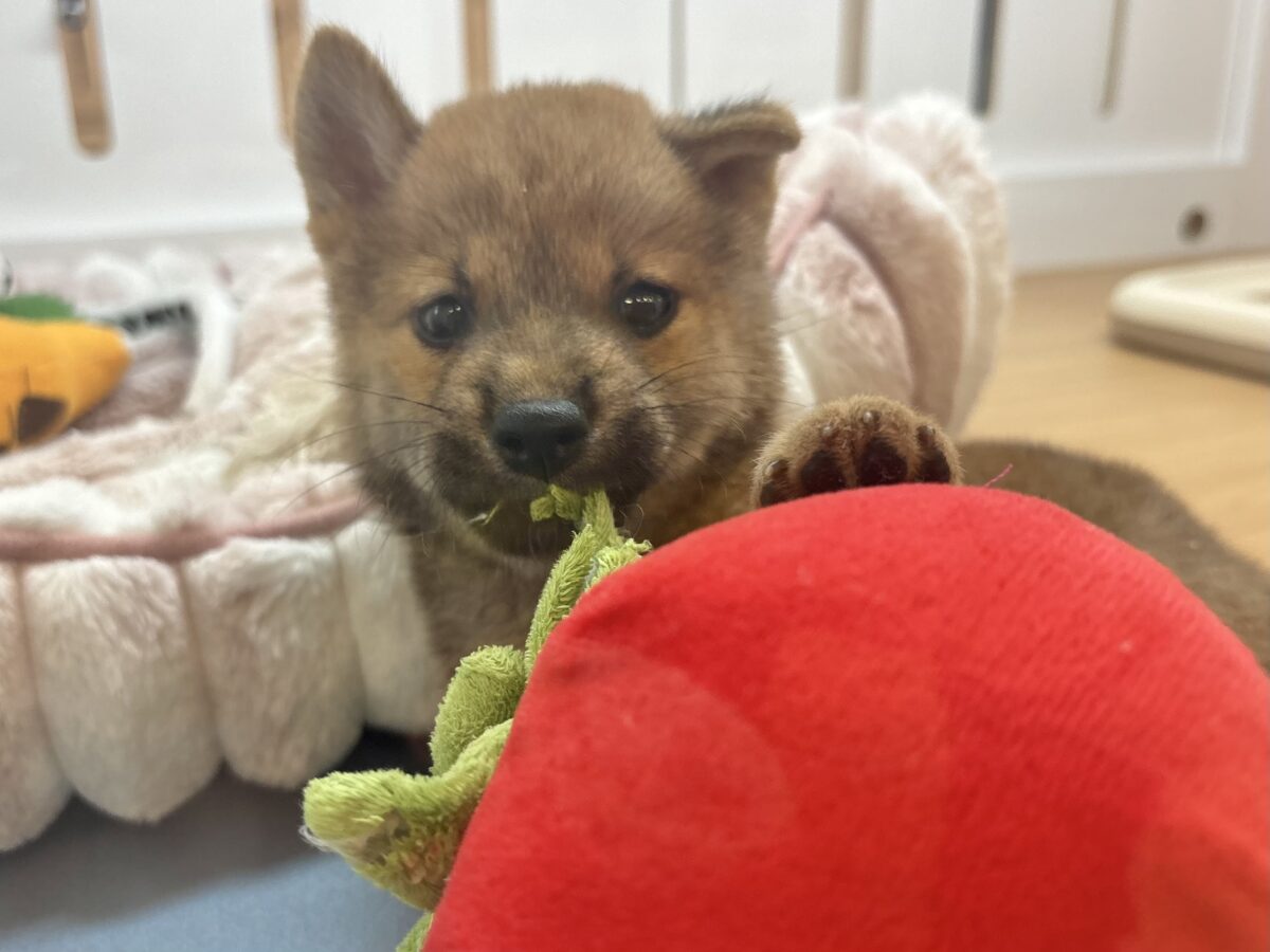 尻尾の止め方忘れました!!柴犬ちゃん! 柴犬