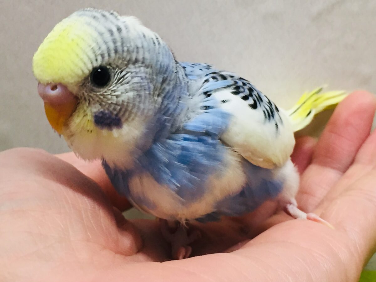 独特な色合い✨✨ セキセイインコ(イエローフェイスオパーリンパイド) セキセイインコ