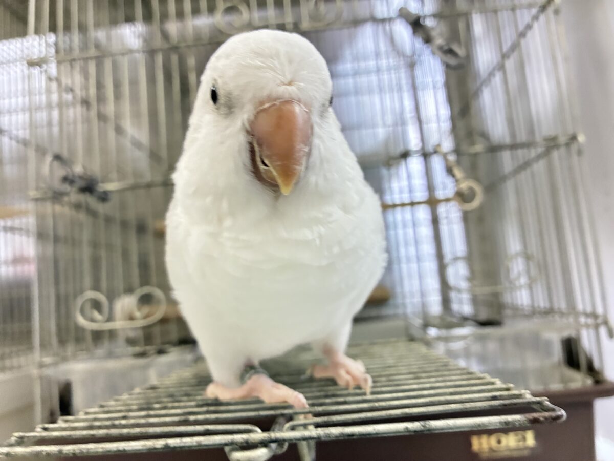 オキナインコ