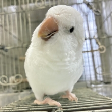 動画あり✨最新画像✨お喋りしちゃう？！オーちゃん🌌✮*̣̩オキナインコ(ブルーパリドオパーリン/2025年5月生まれ)