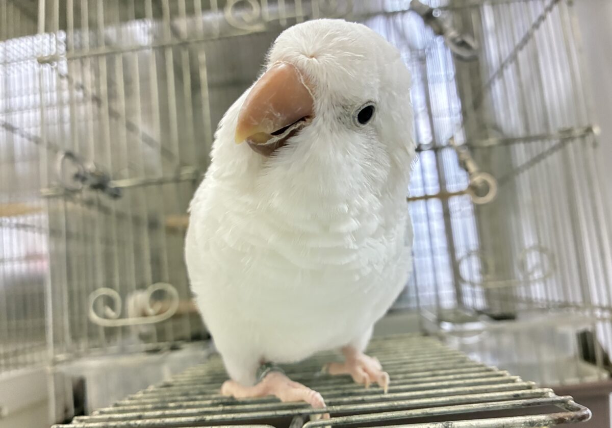 動画あり✨最新画像✨お喋りしちゃう？！オーちゃん🌌✮*̣̩オキナインコ(ブルーパリドオパーリン/2025年5月生まれ)