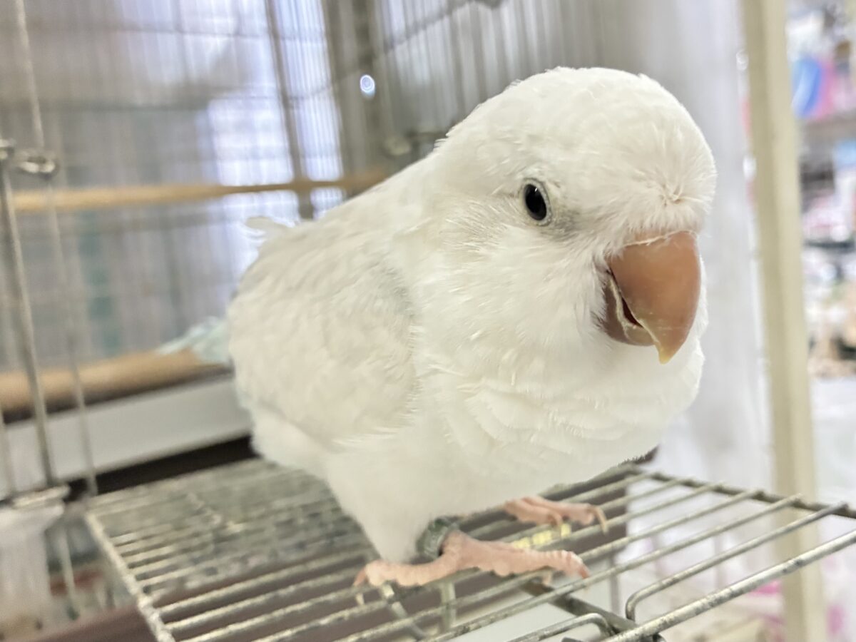 動画あり✨最新画像✨お喋りしちゃう?!オーちゃん🌌✮*̣̩オキナインコ(ブルーパリドオパーリン/2025年5月生まれ) オキナインコ