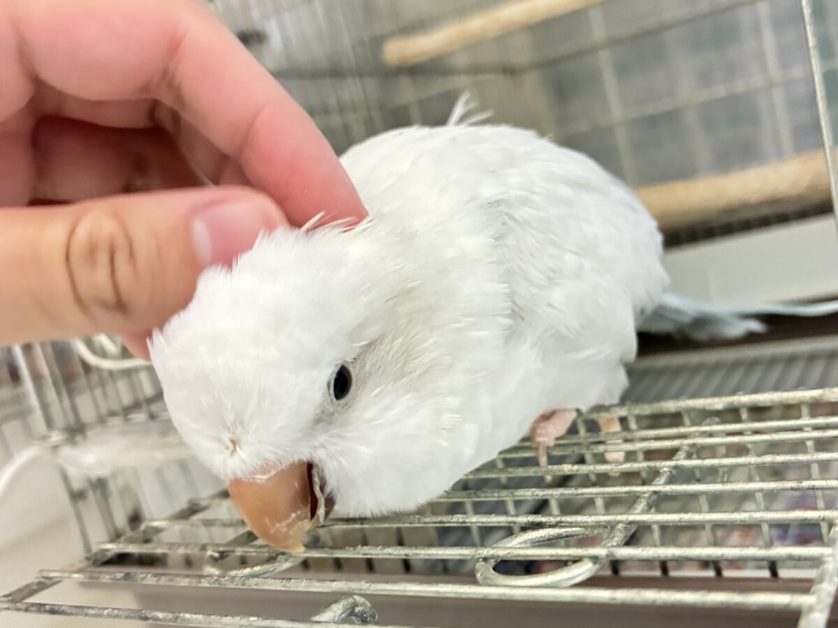 動画あり✨最新画像✨お喋りしちゃう?!オーちゃん🌌✮*̣̩オキナインコ(ブルーパリドオパーリン/2025年5月生まれ) オキナインコ