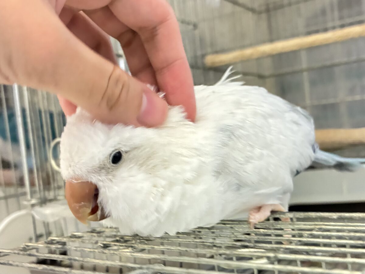 動画あり✨最新画像✨お喋りしちゃう?!オーちゃん🌌✮*̣̩オキナインコ(ブルーパリドオパーリン/2025年5月生まれ) オキナインコ