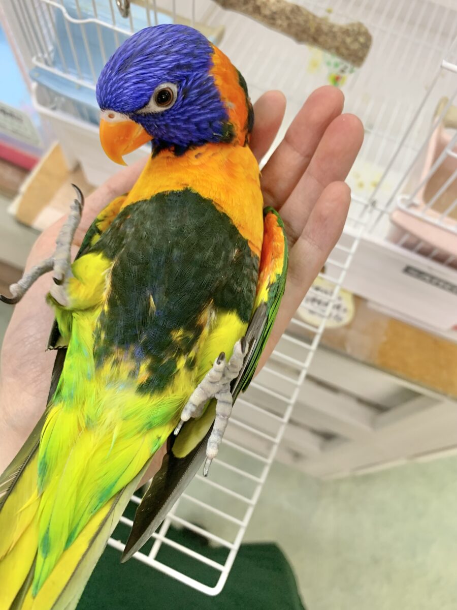 【最新画像🆙】いつでも陽気なエンターテイナー💃🔥ゴシキセイガイインコ🌈🌈 ゴシキセイガイインコ