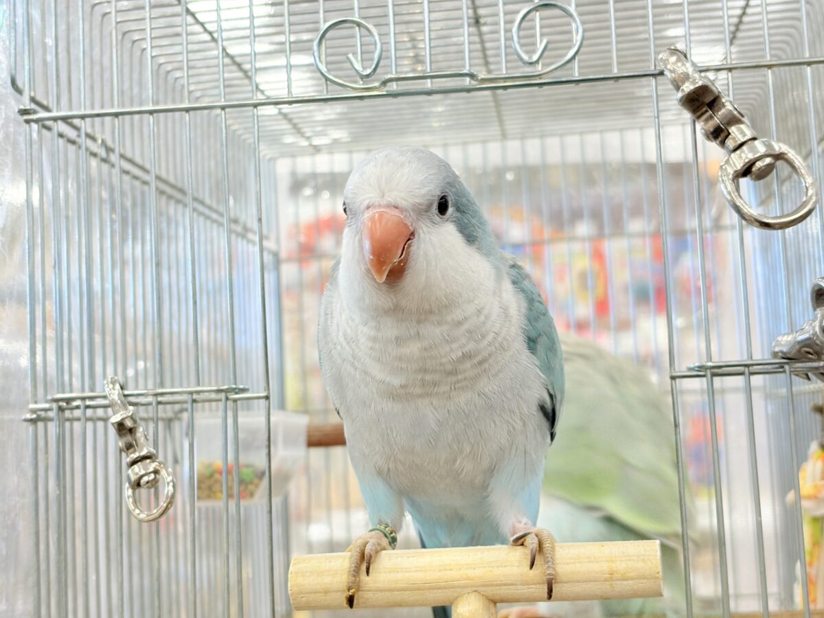 オキナインコ