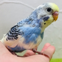 独特な色合い✨✨　セキセイインコ（イエローフェイスオパーリンパイド）