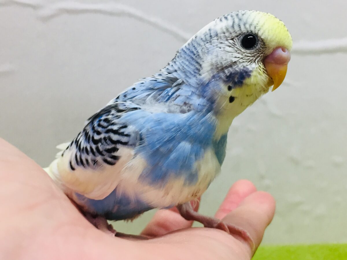 独特な色合い✨✨ セキセイインコ(イエローフェイスオパーリンパイド) セキセイインコ