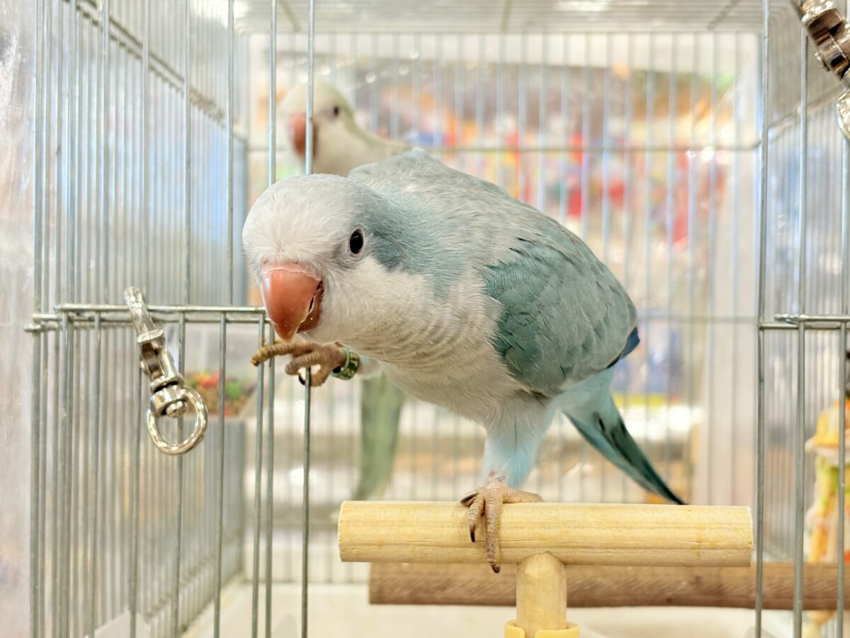 オキナインコ
