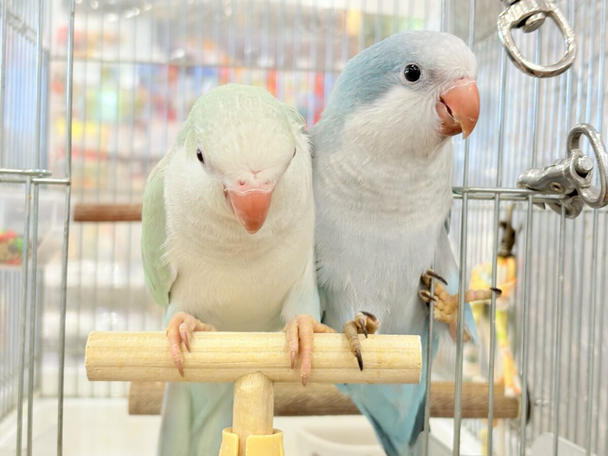 オキナインコ