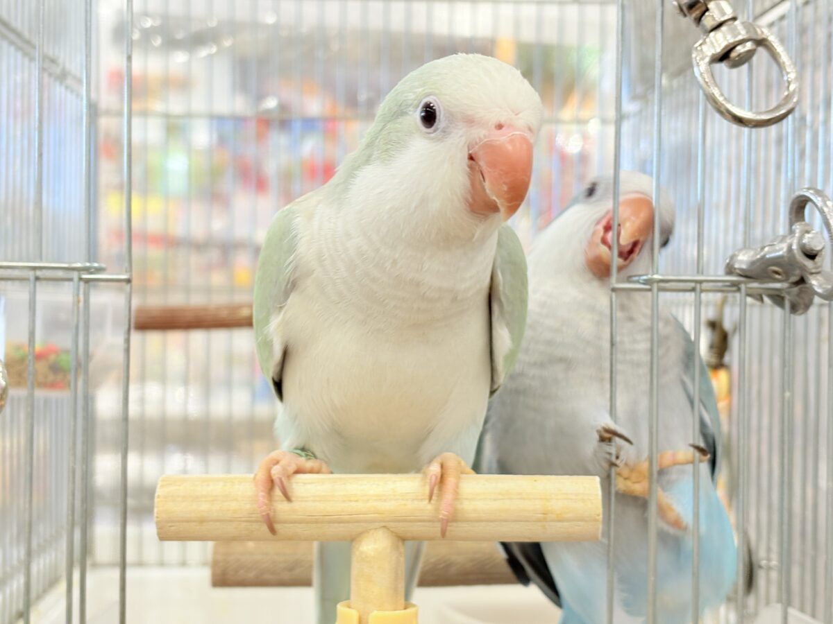 オキナインコ