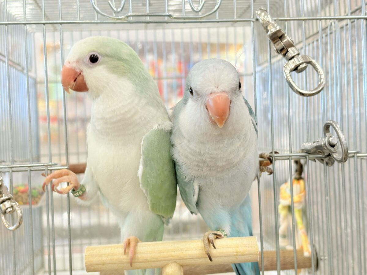 オキナインコ