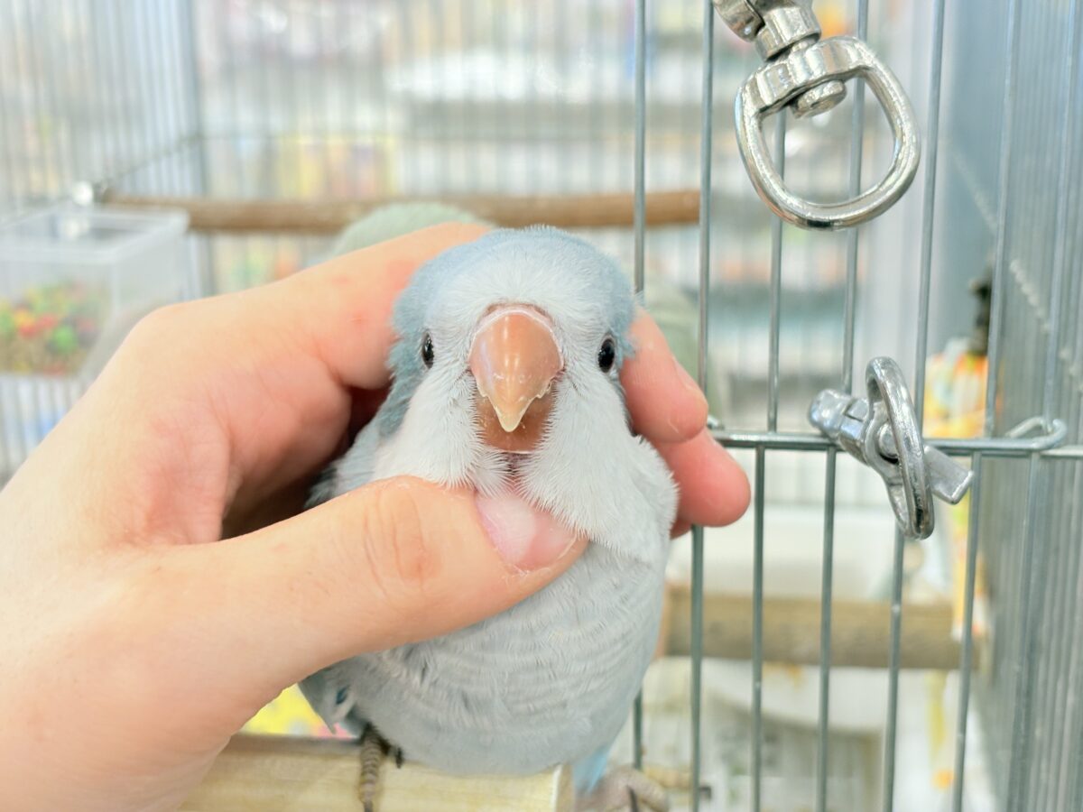 【最新画像更新🪄もうすぐひとり餌☆】十羽十色🪶🩵濃いめちゃんの魅力光る✨オキナインコ(ブルーオパーリン) ヒナ オキナインコ