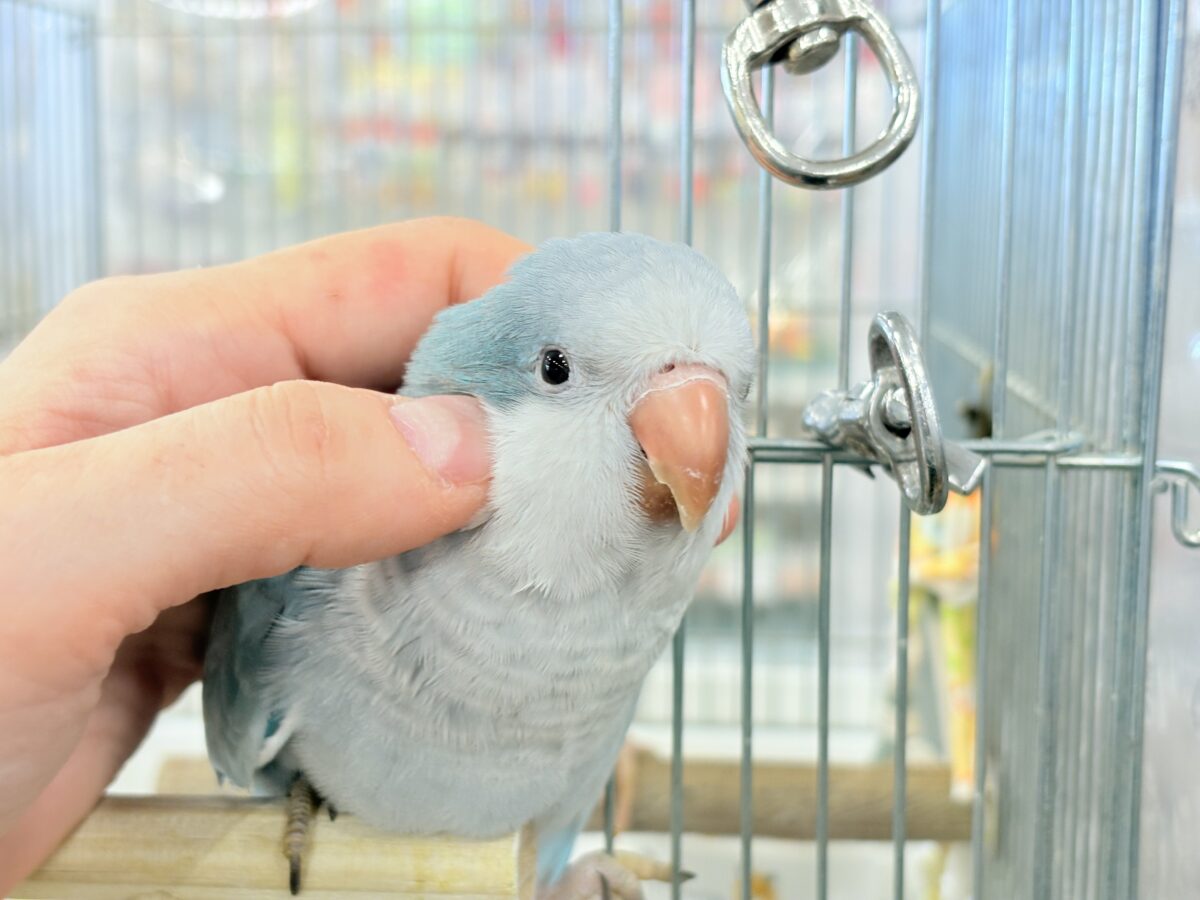 オキナインコ