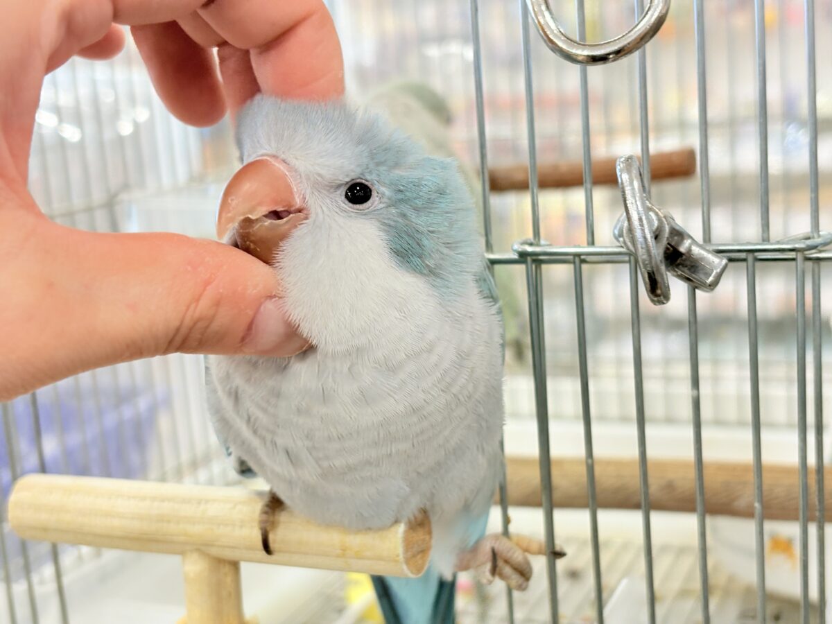 オキナインコ