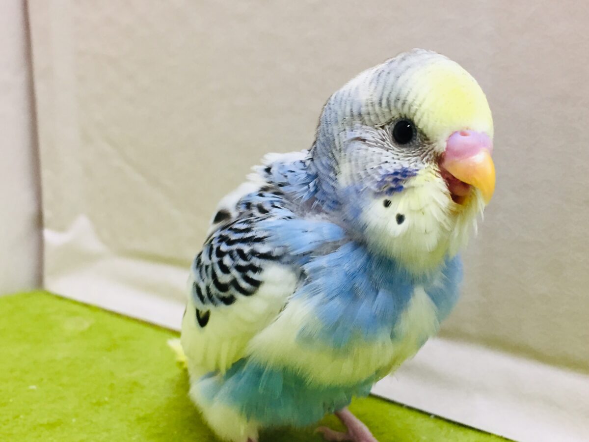 独特な色合い✨✨ セキセイインコ(イエローフェイスオパーリンパイド) セキセイインコ