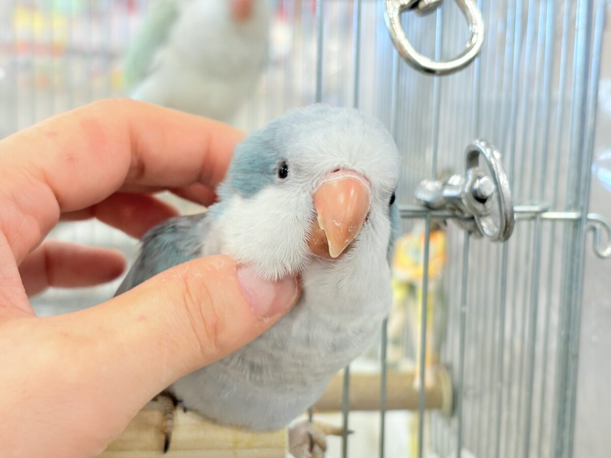オキナインコ
