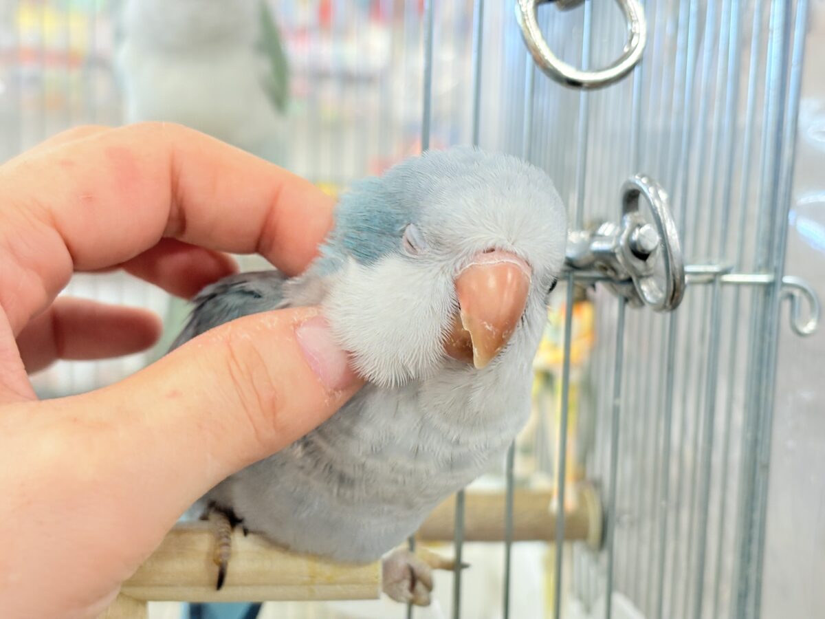 【最新画像更新🪄もうすぐひとり餌☆】十羽十色🪶🩵濃いめちゃんの魅力光る✨オキナインコ(ブルーオパーリン) ヒナ オキナインコ