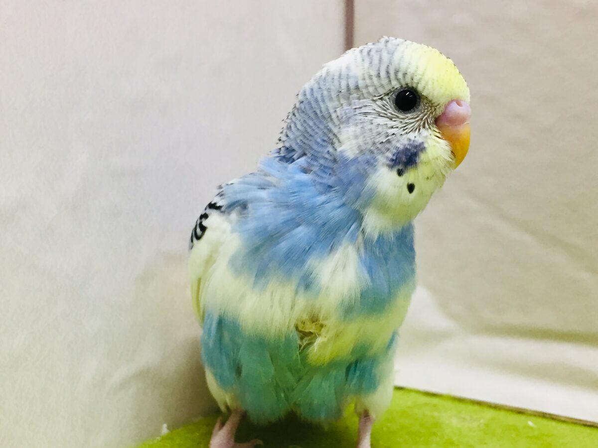 独特な色合い✨✨ セキセイインコ(イエローフェイスオパーリンパイド) セキセイインコ