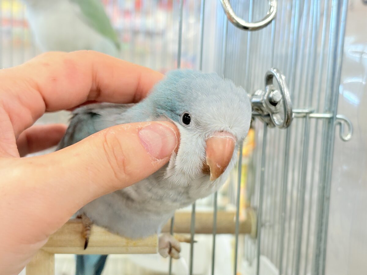 オキナインコ