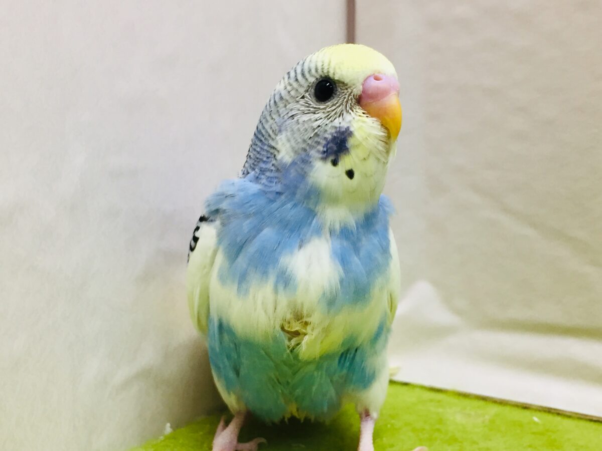 独特な色合い✨✨ セキセイインコ(イエローフェイスオパーリンパイド) セキセイインコ
