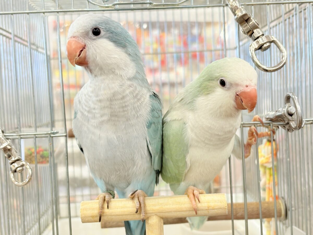 【最新画像更新🪄もうすぐひとり餌☆】十羽十色🪶🩵濃いめちゃんの魅力光る✨オキナインコ(ブルーオパーリン) ヒナ オキナインコ
