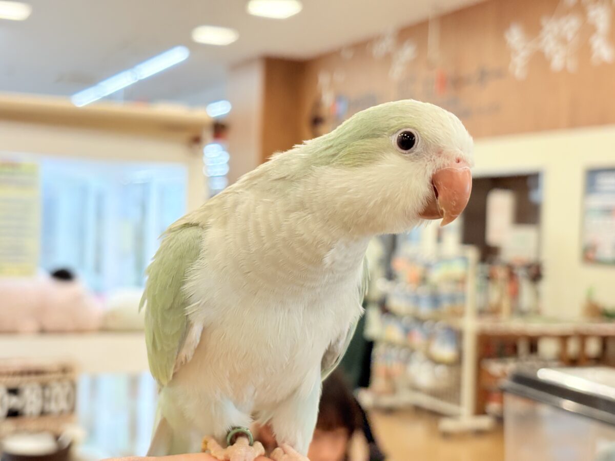 オキナインコ