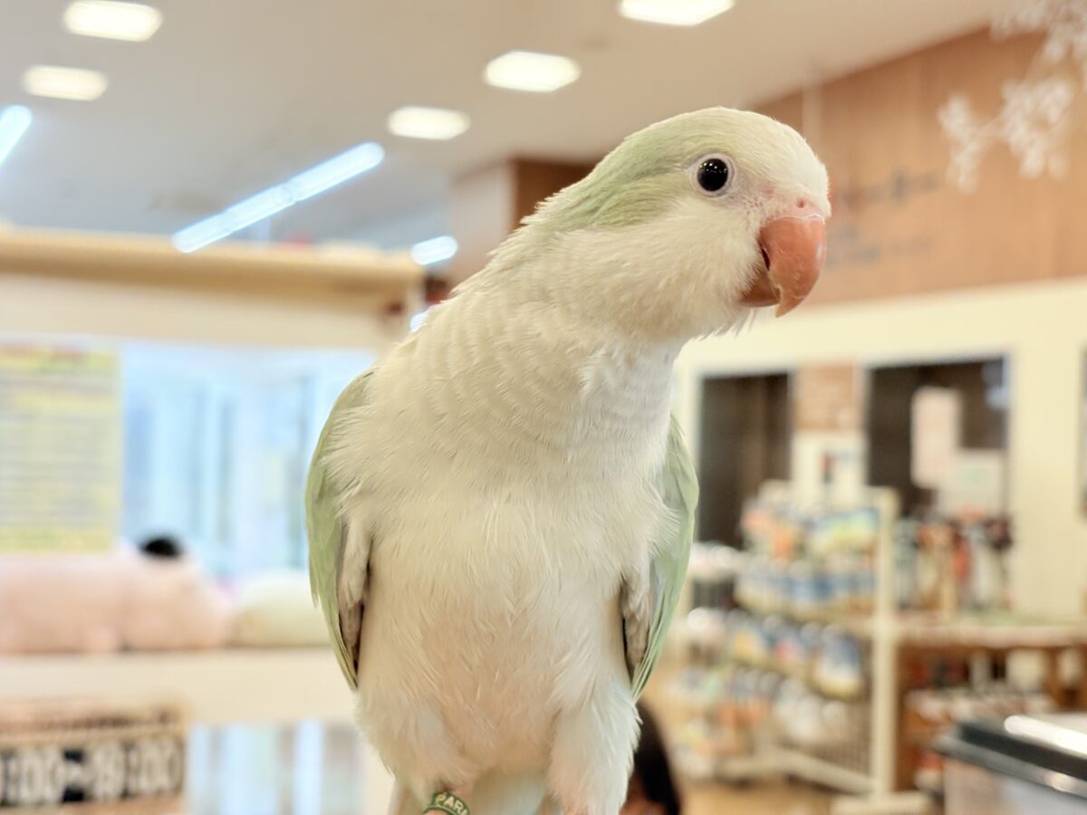 【最新画像更新🪄もうすぐひとり餌☆】来ったぞ♪来たぞ♬*°青リンゴ🐣🍏🫧オキナインコ(アクアブルーパリド) ヒナ オキナインコ